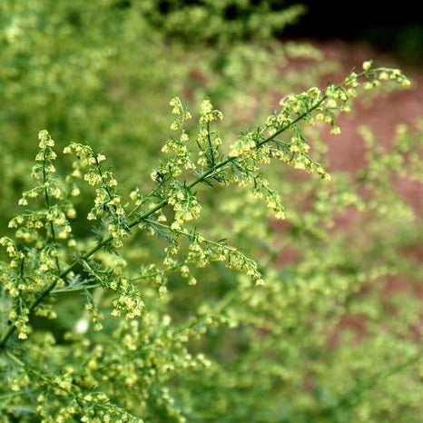 Annual Wormwood (Artemisia annua)