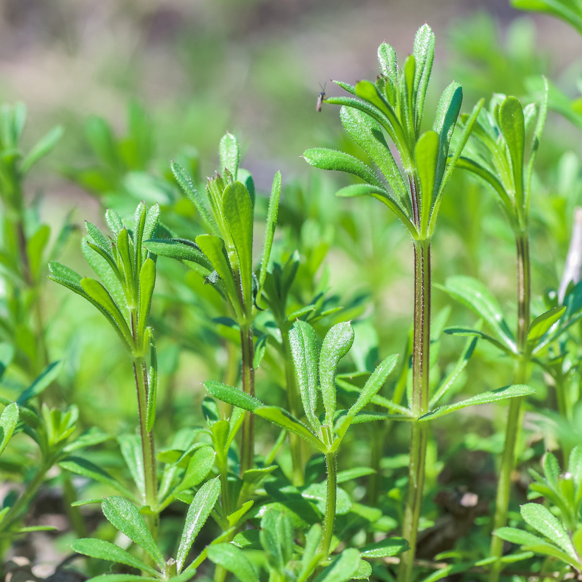 Cleavers - the velcro plant