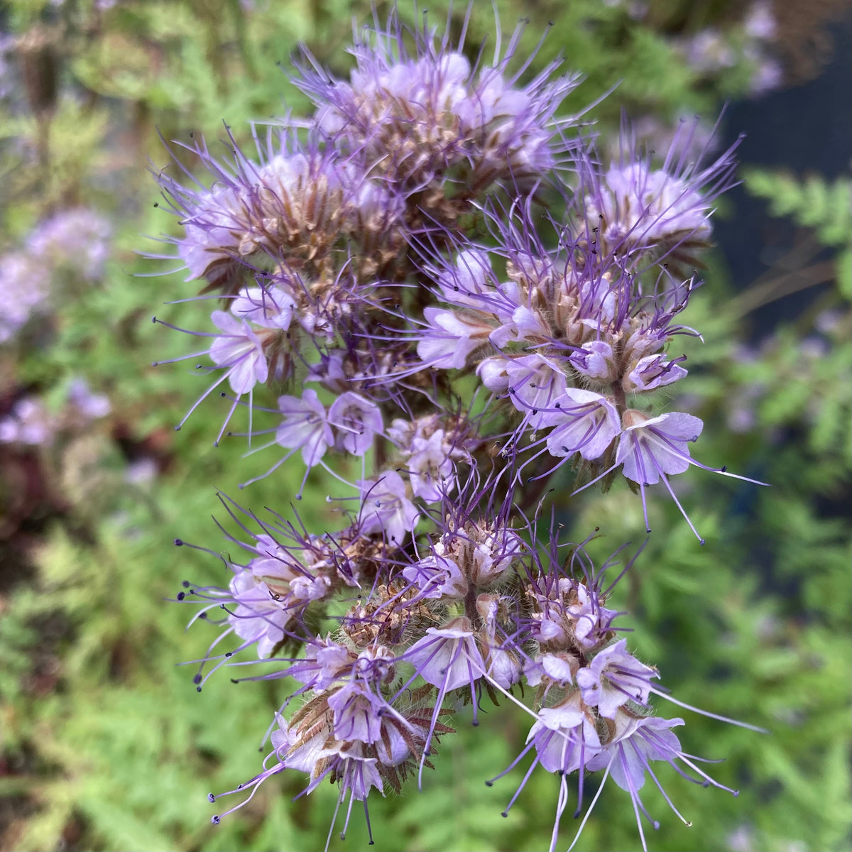 Bee's Friend Phacelia (Phacelia tanacetifolia) – Earthbeat Seeds