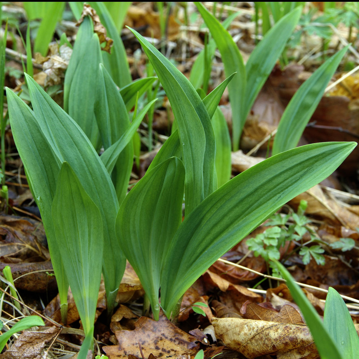 Ramp aka. Wild Leeks (Allium tricoccum) – Earthbeat Seeds